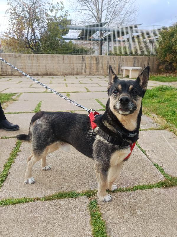 Giovane maschietto taglia medio piccola Foto 2